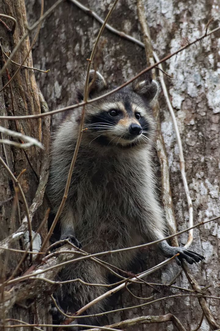 Waschbär