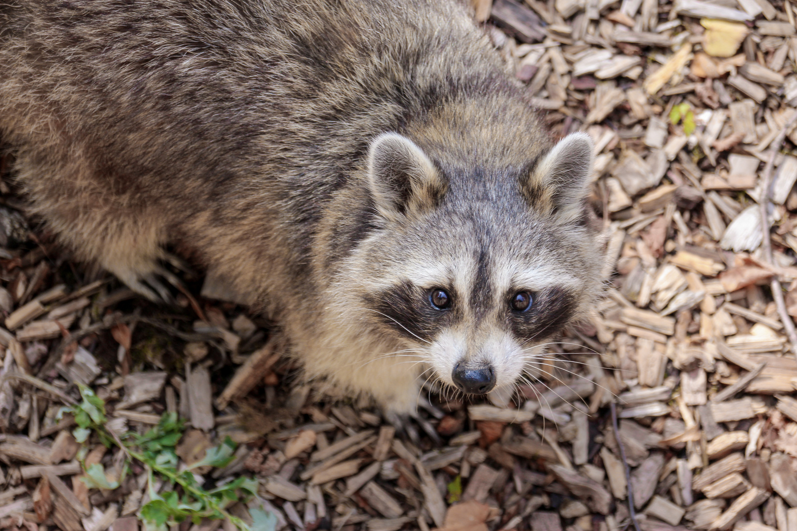 Waschbär