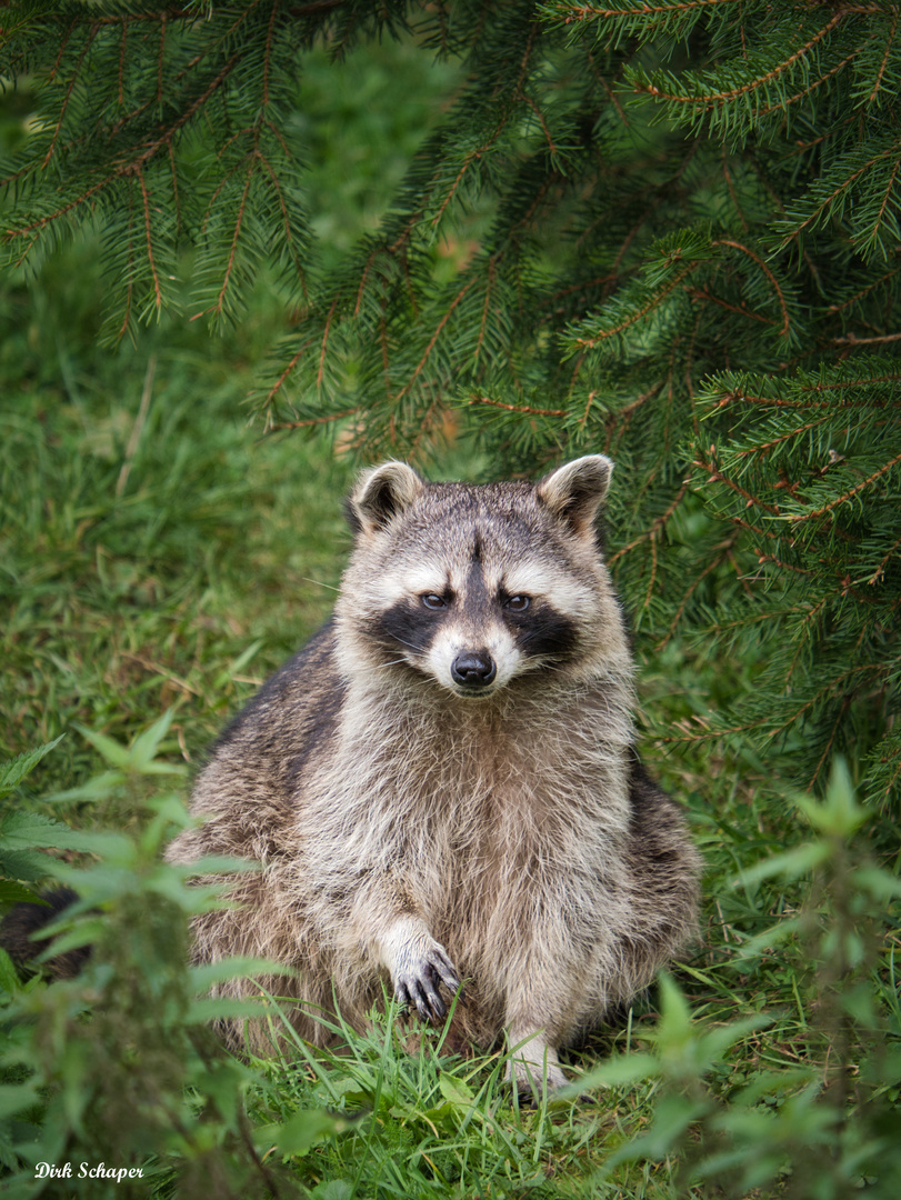 Waschbär 