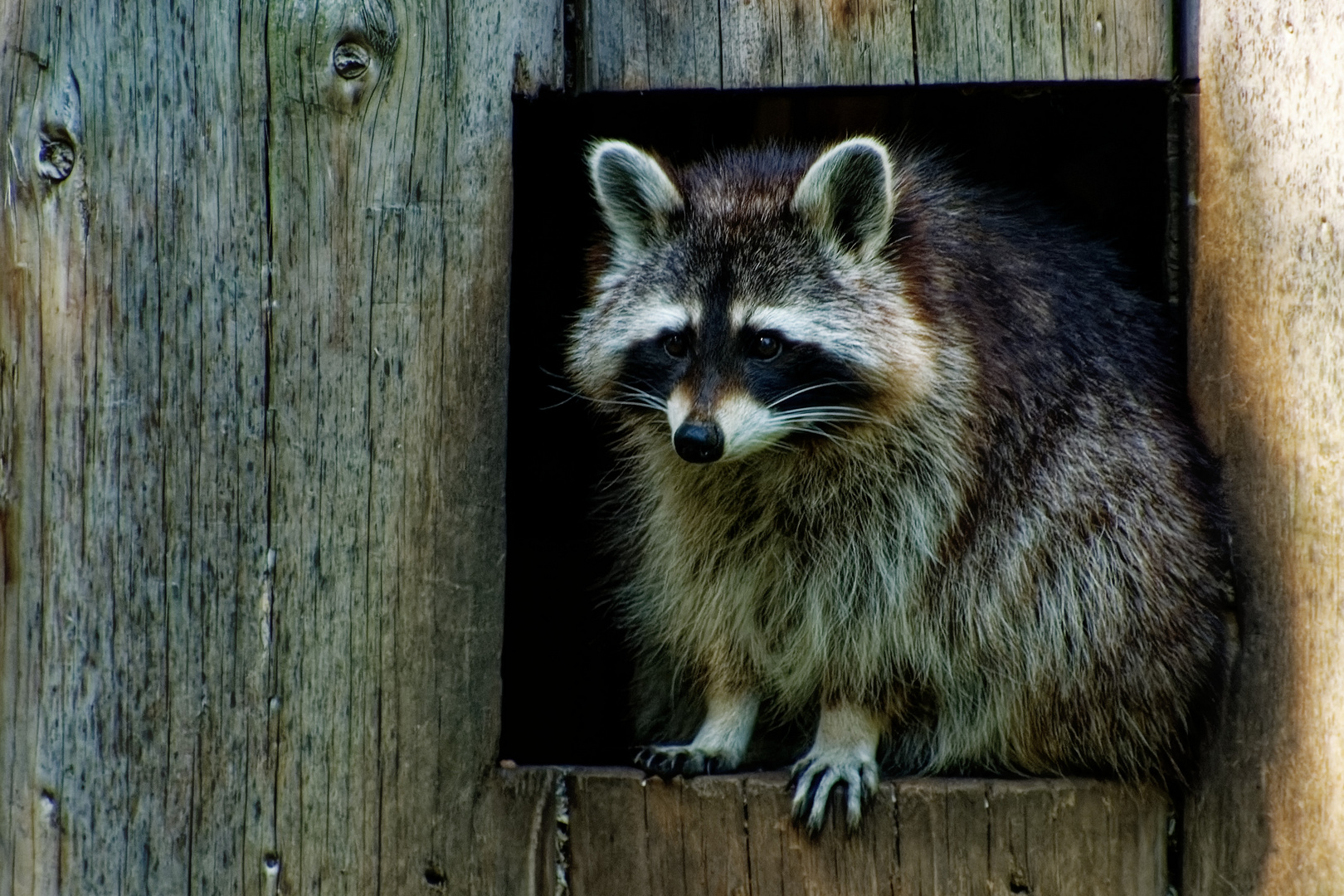 Waschbär