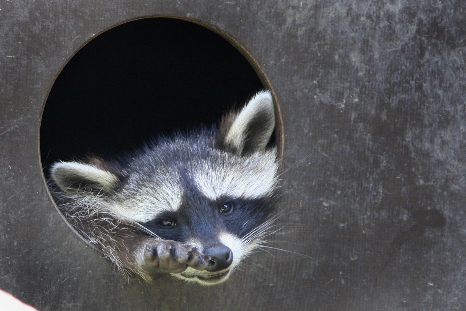 Waschbär