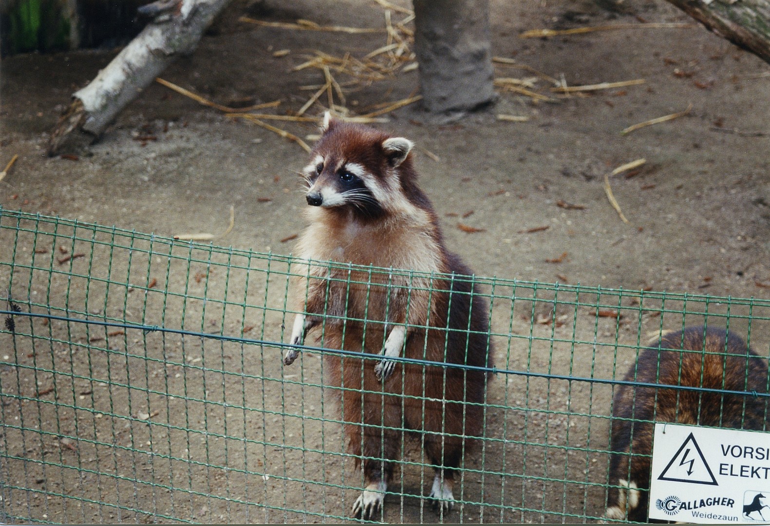 Waschbär