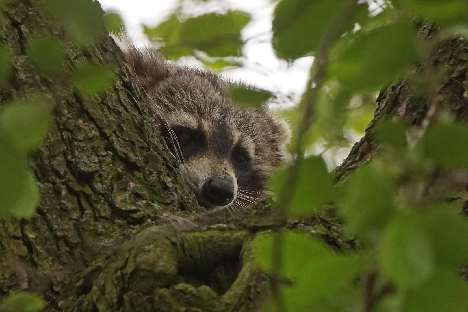 Waschbär