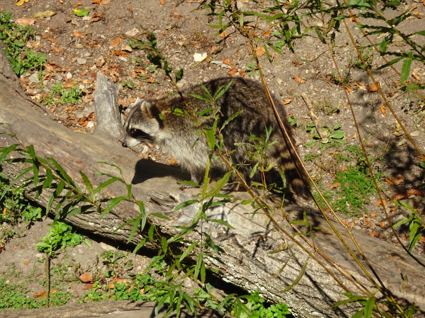 Waschbär 