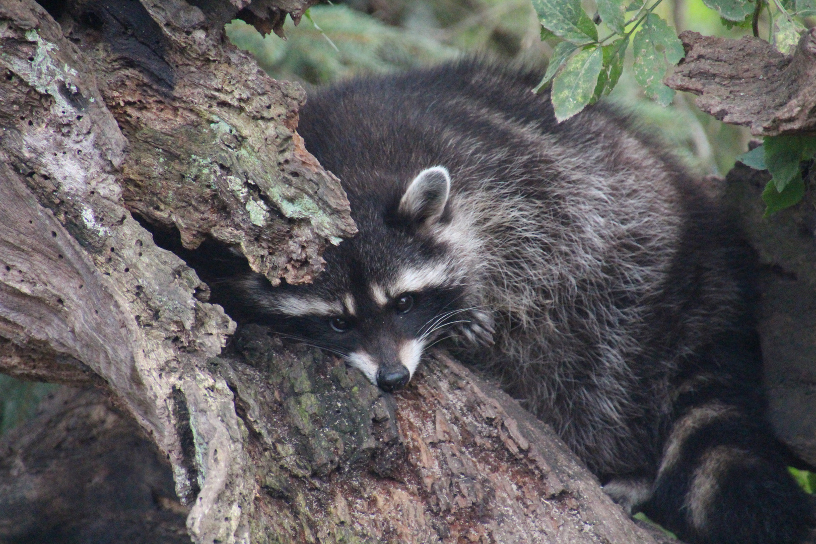 Waschbär