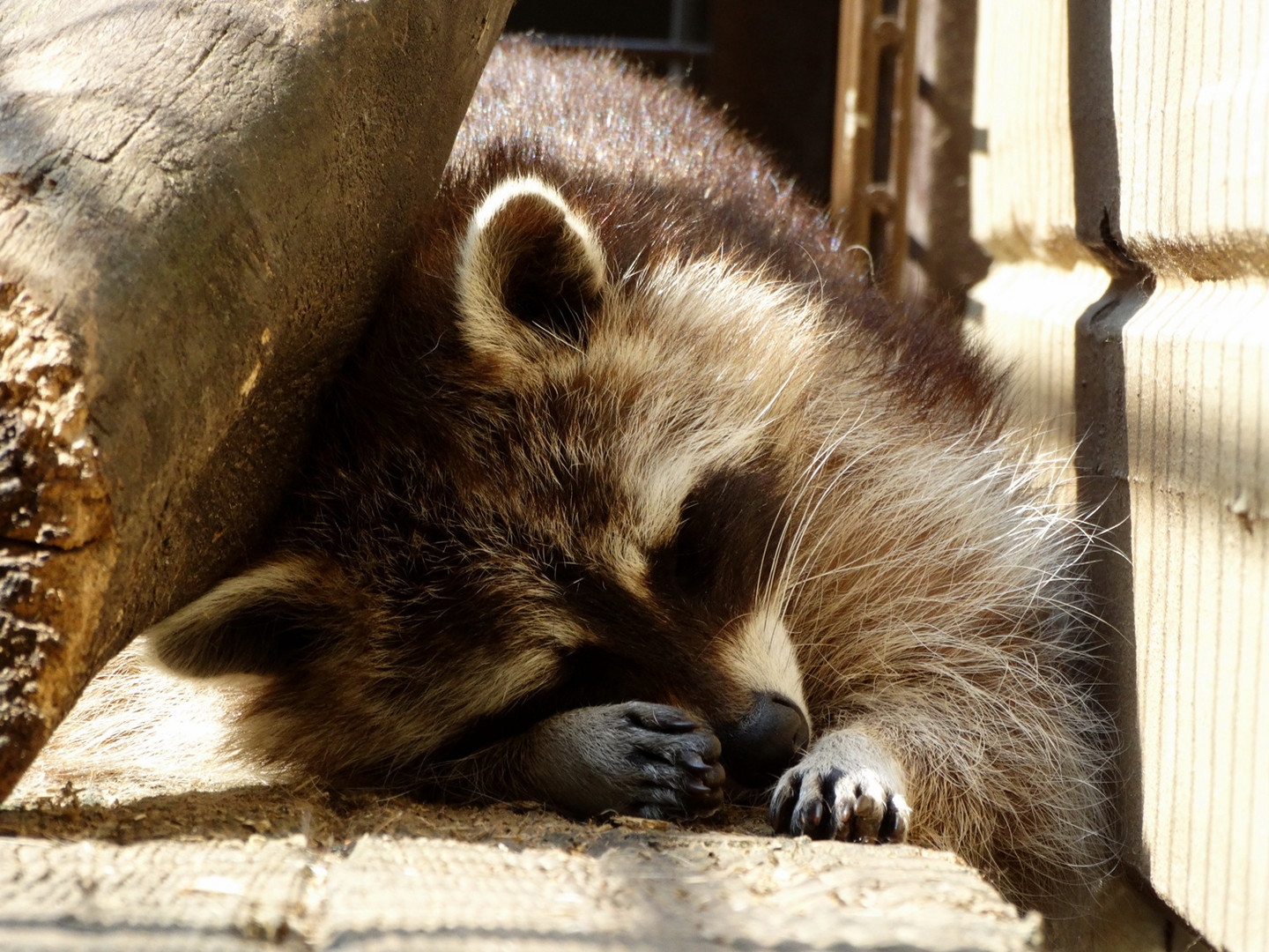 Waschbär