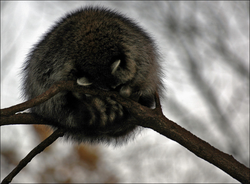 waschBÄR..