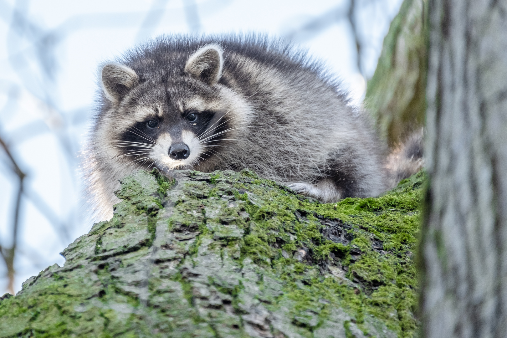 Waschbär