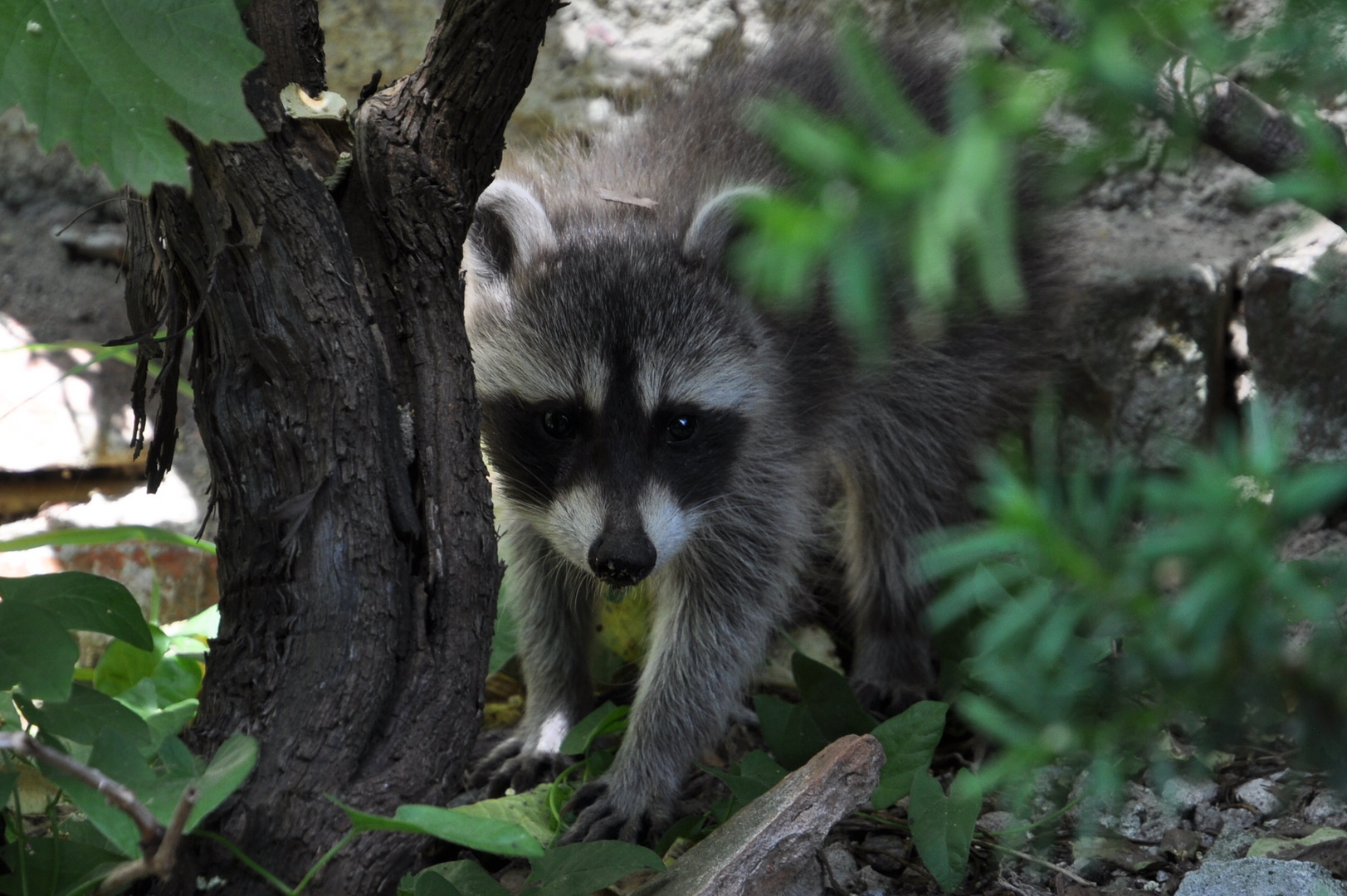 Waschbär