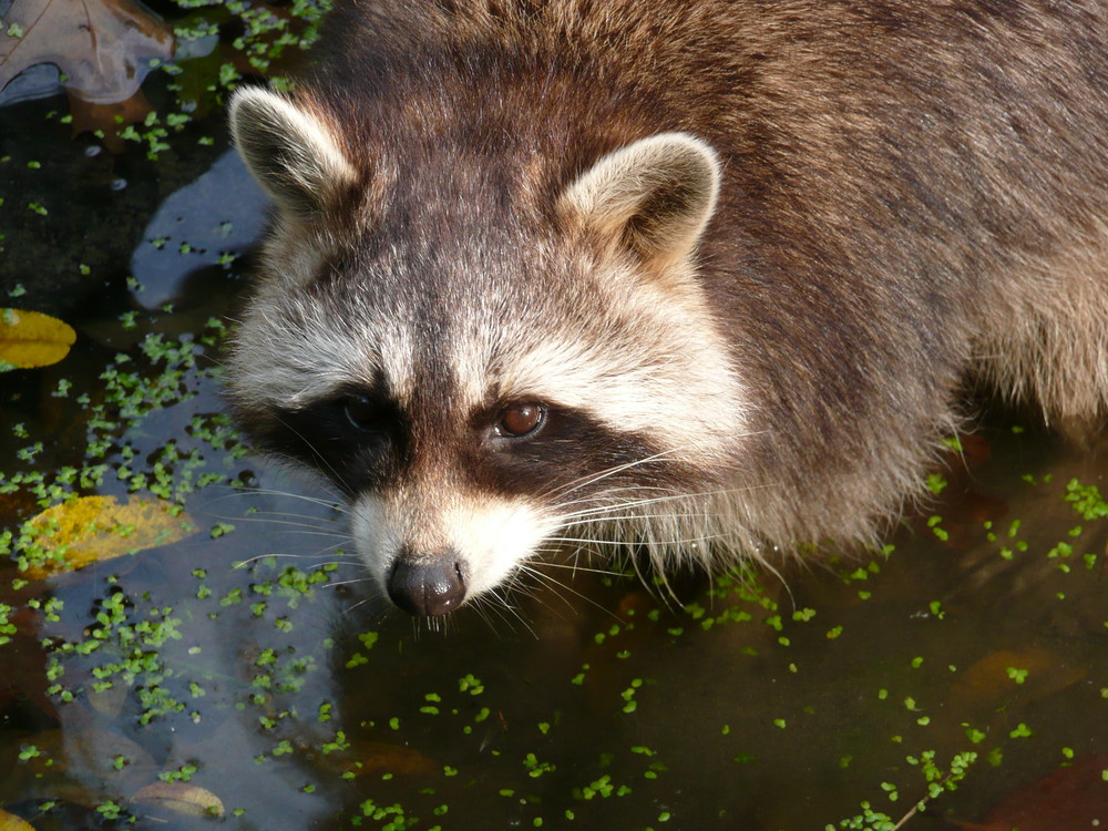 Waschbär