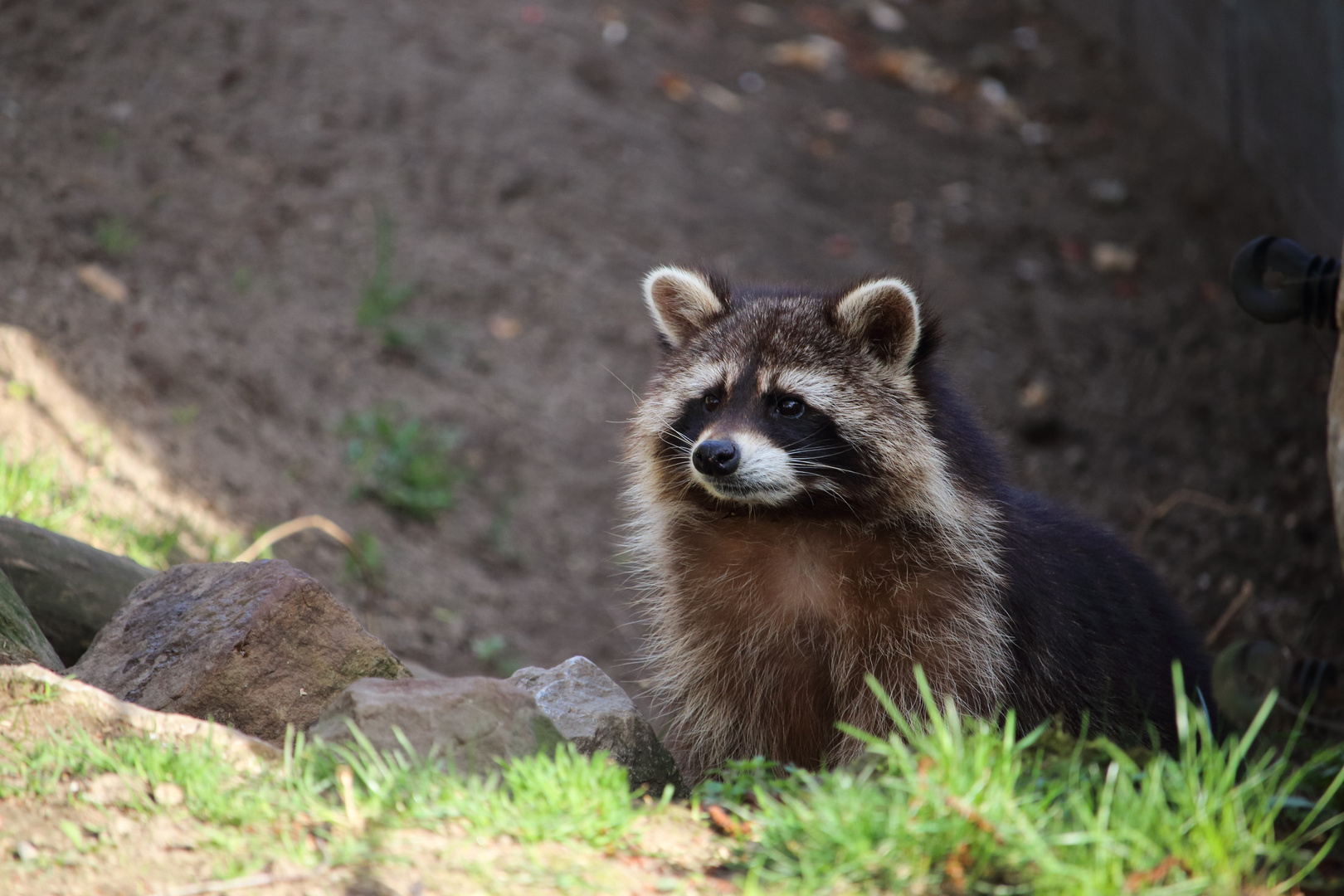 Waschbär