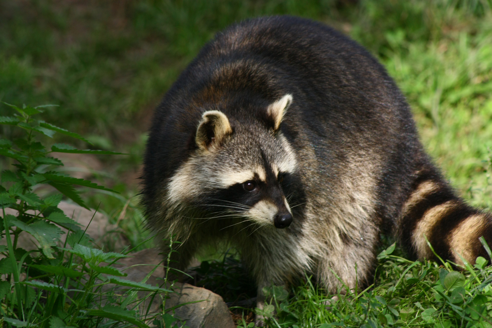 Waschbär