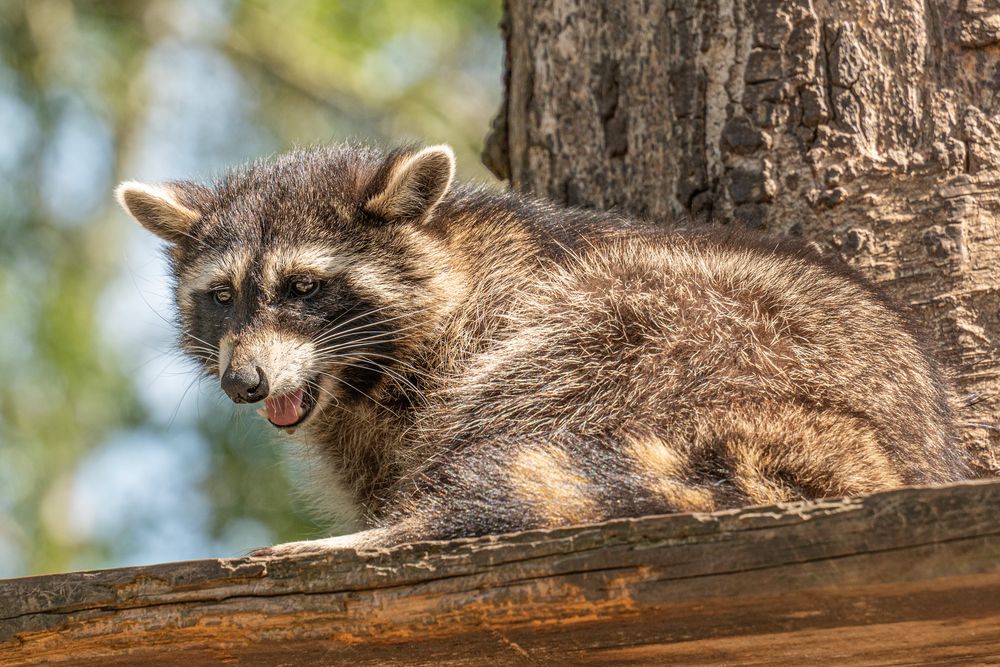 Waschbär 