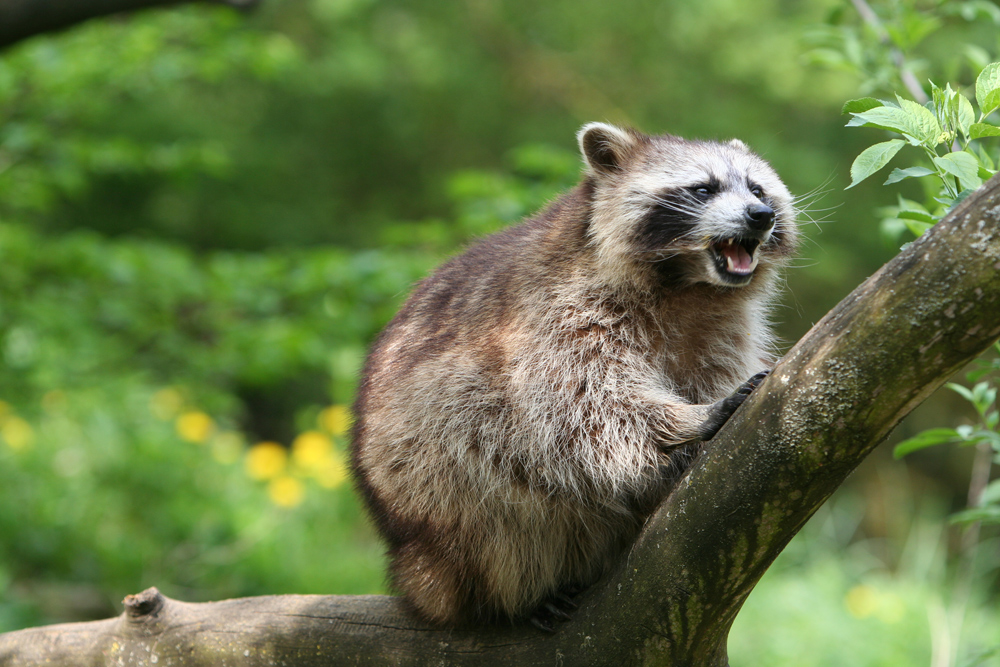 waschbär