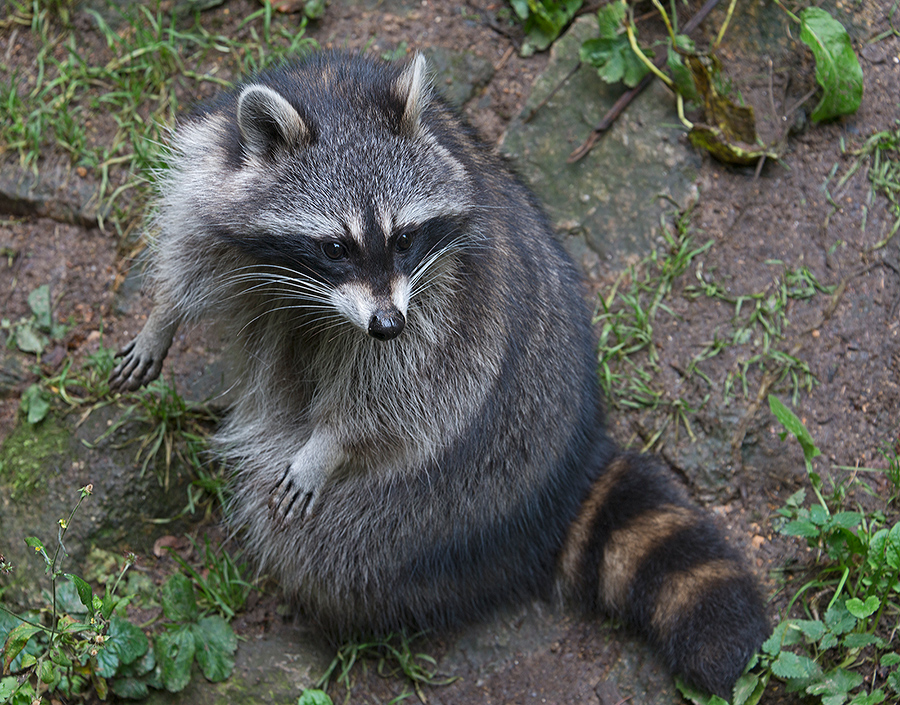 Waschbär