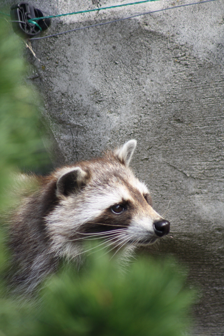 Waschbär