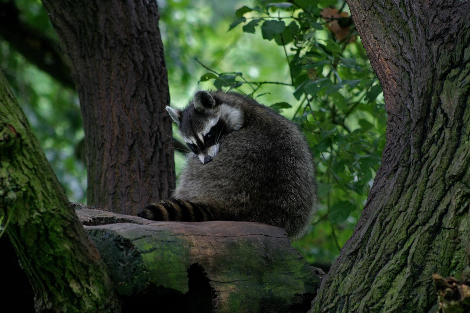 Waschbär