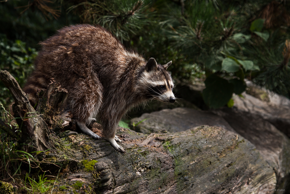 Waschbär