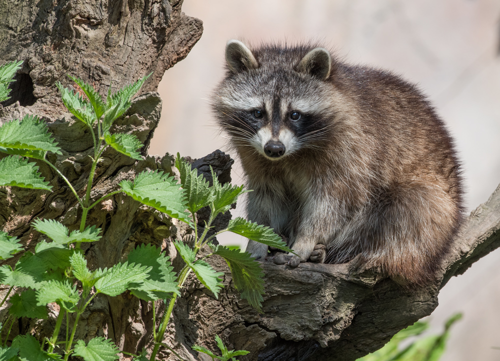 Waschbär