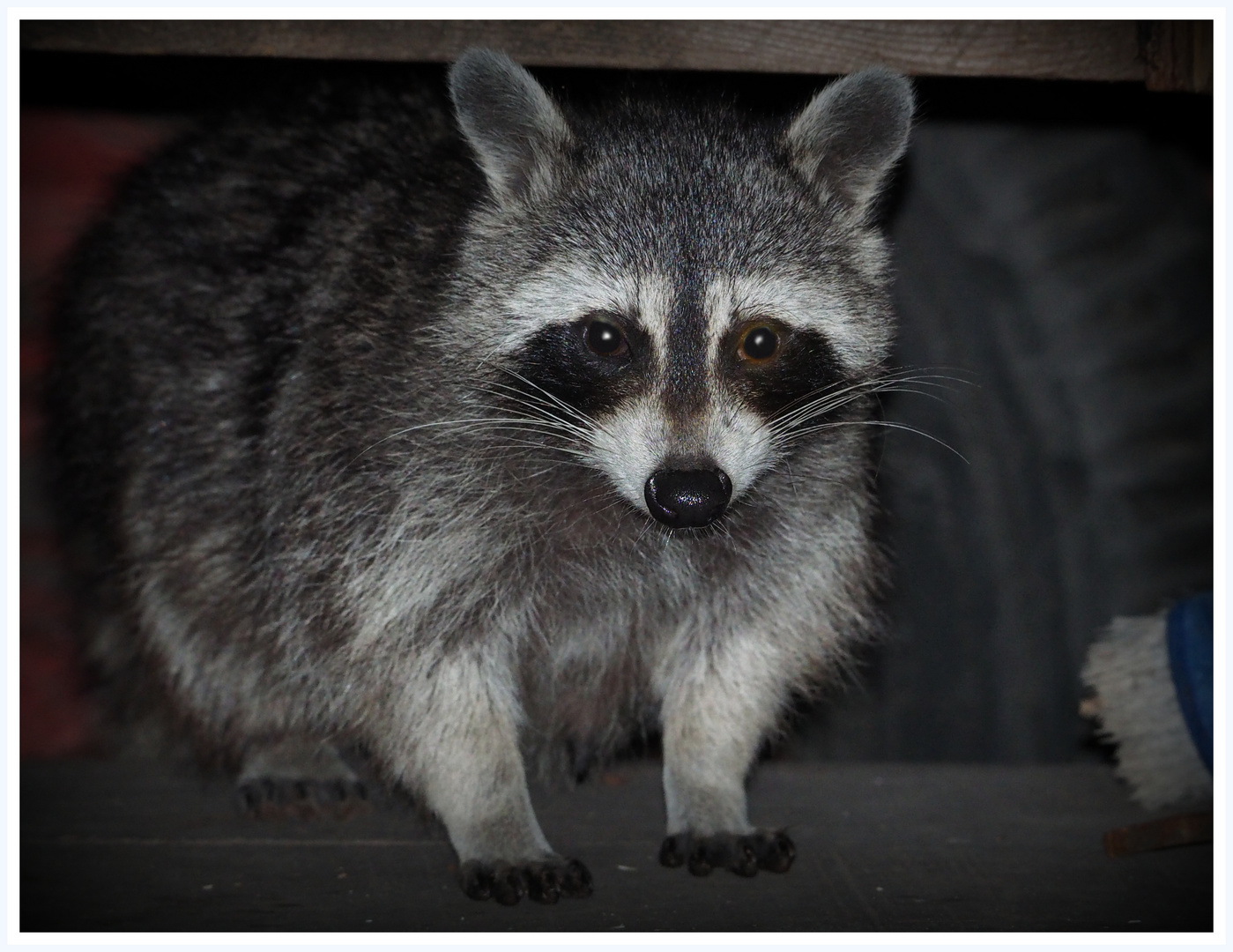 Waschbär