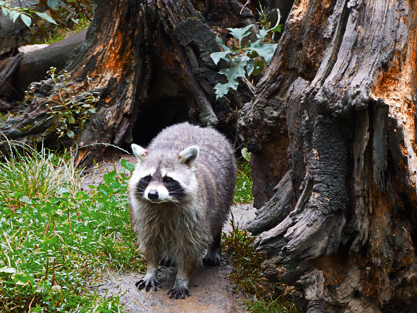 Waschbär