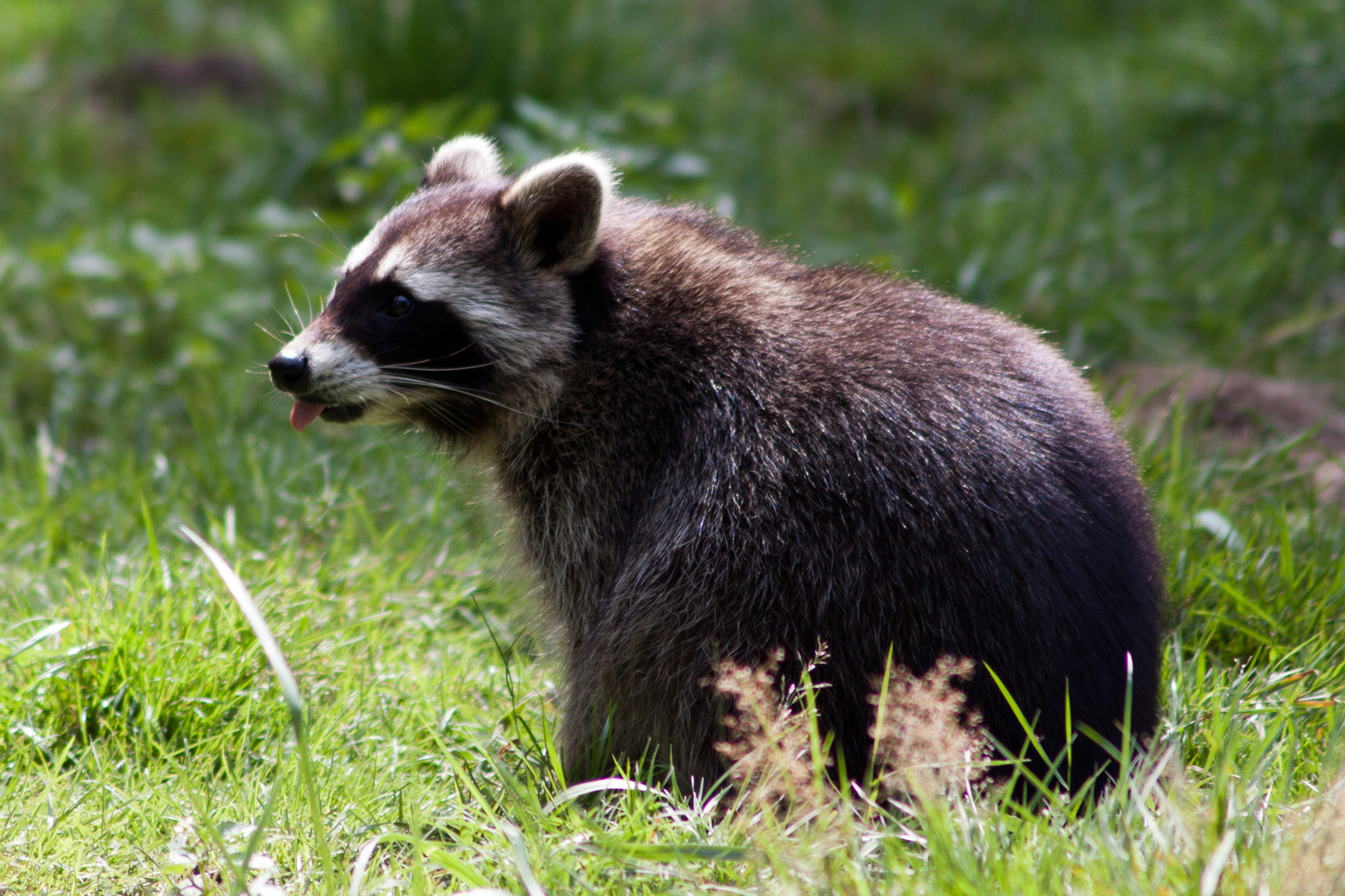 Waschbär