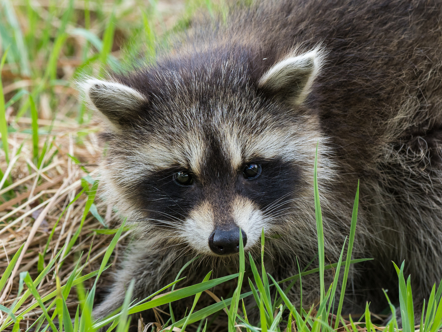 Waschbär