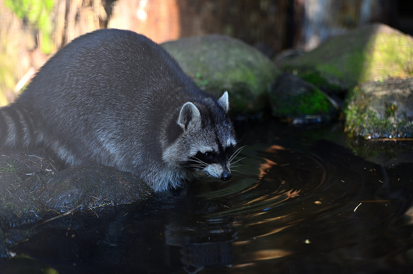 Waschbär