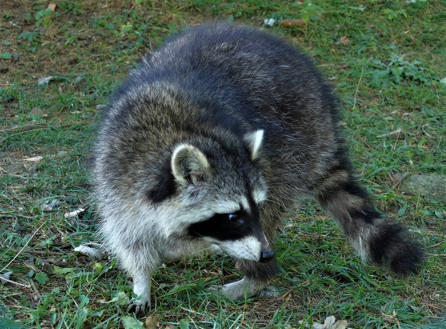 Waschbär