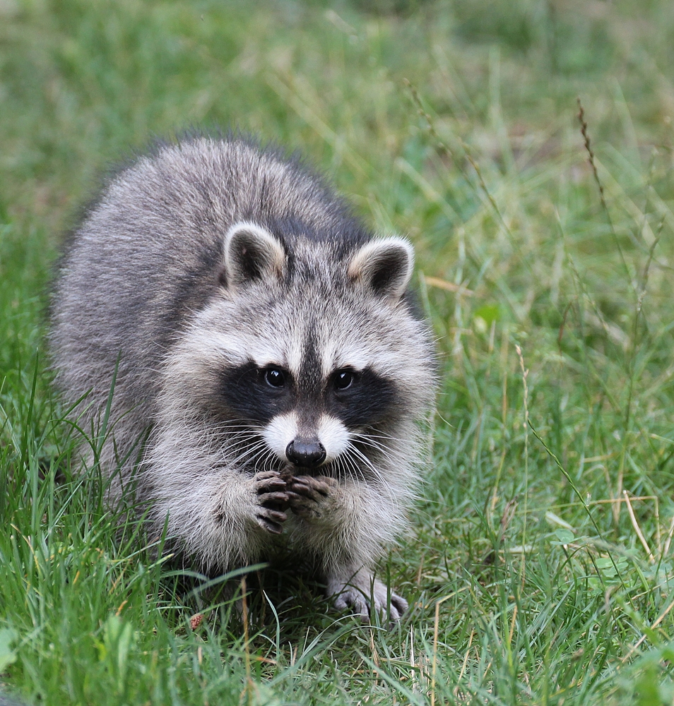 Waschbär