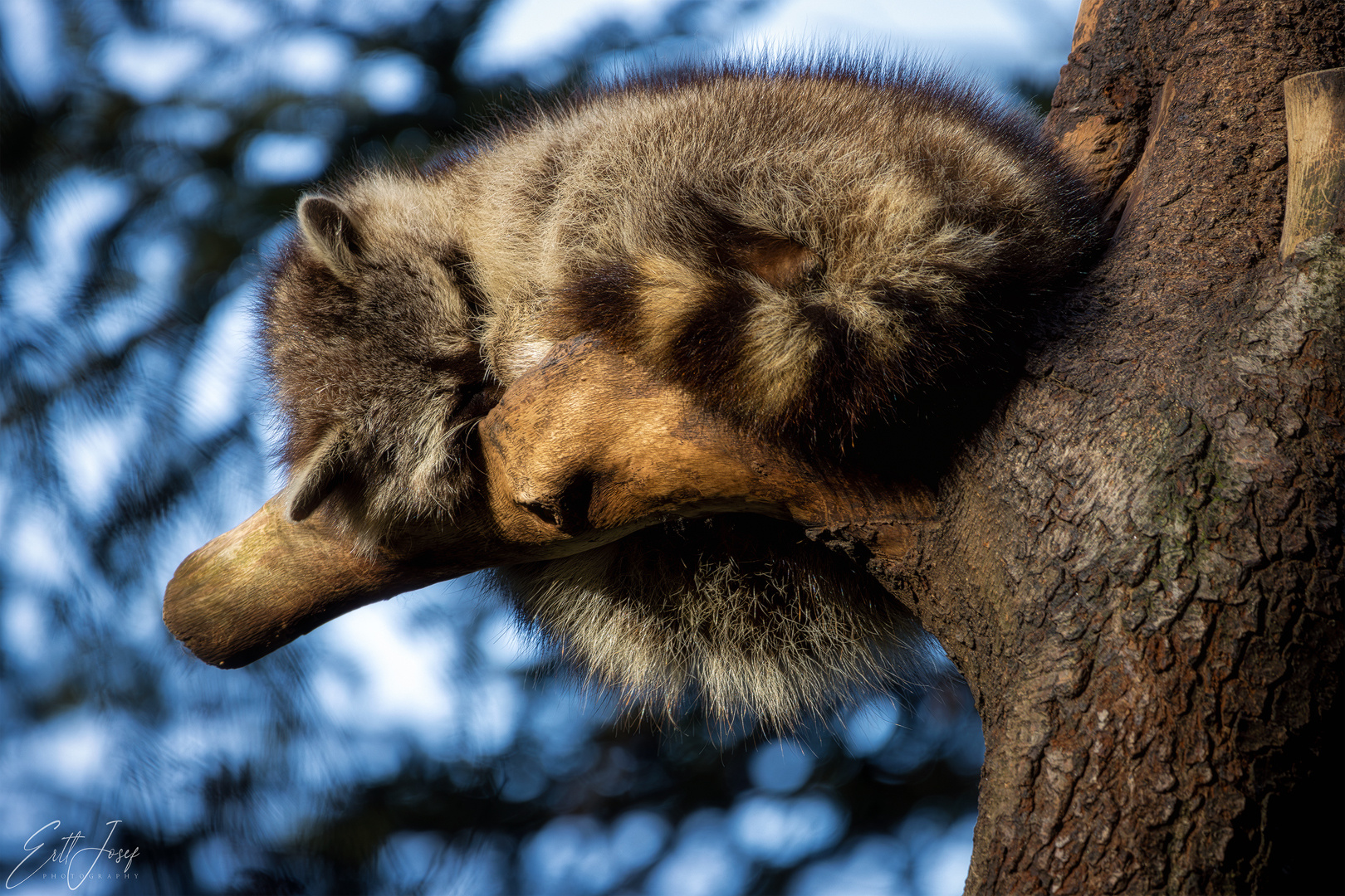 Waschbär