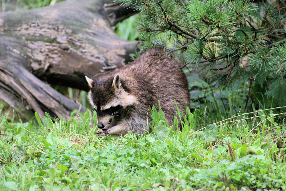 Waschbär