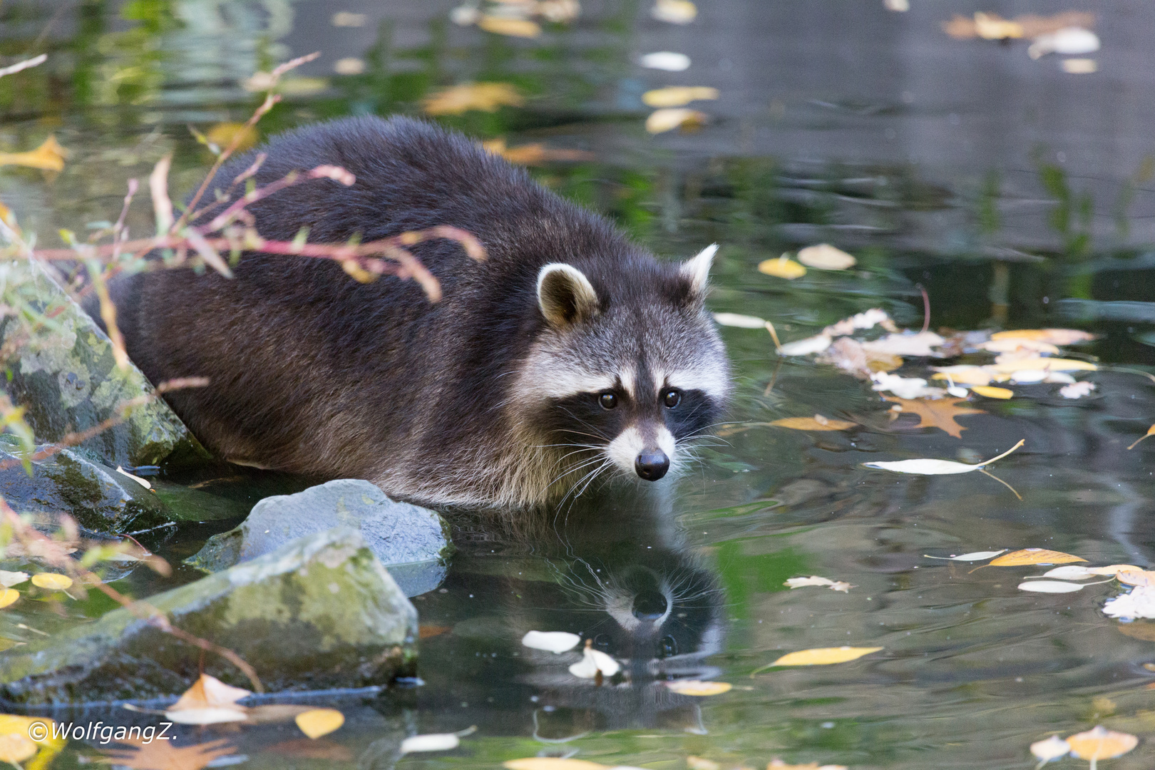 Waschbär