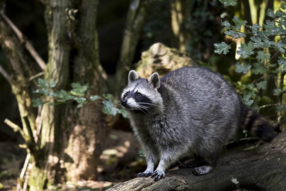 Waschbär