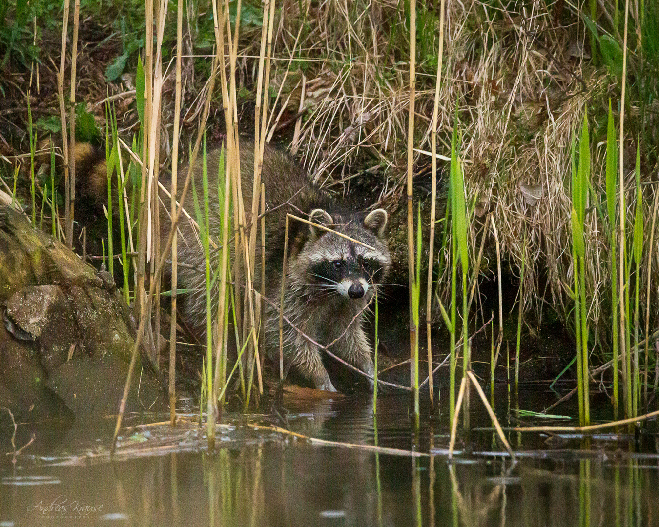 Waschbär