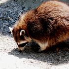 Waschbär