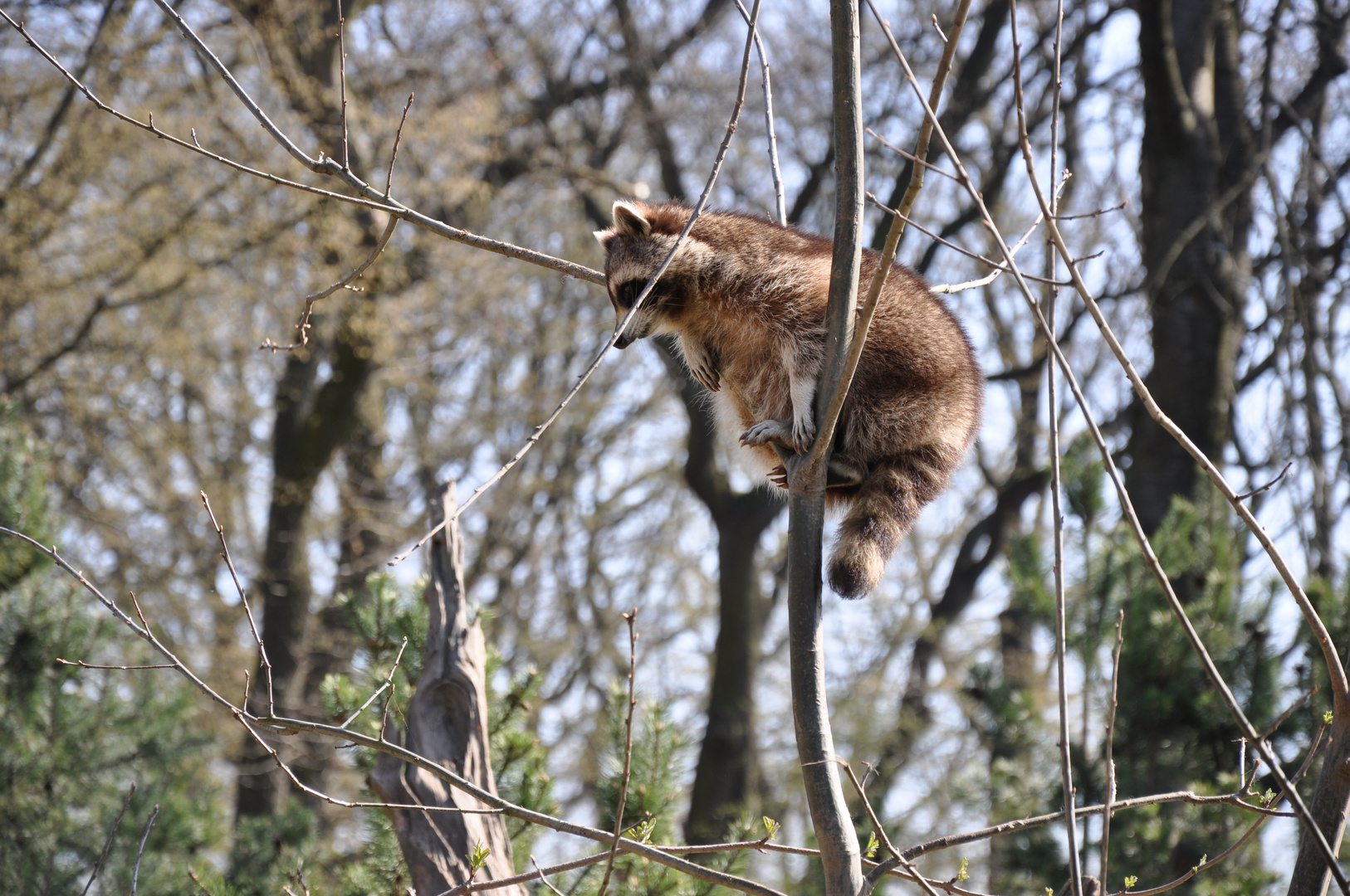 Waschbär