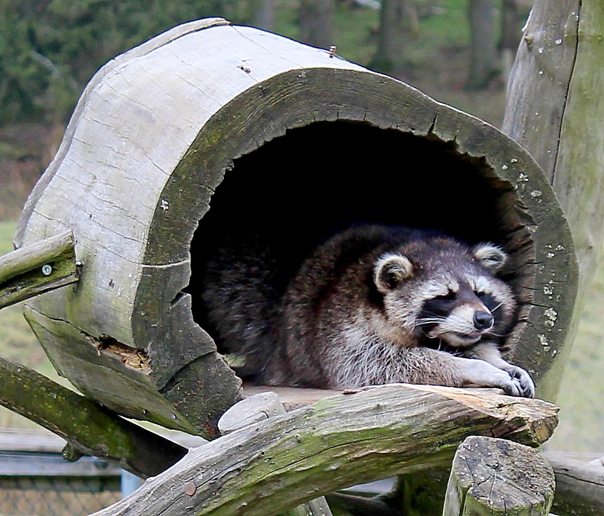 Waschbär 