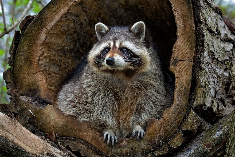 WASCHBÄR Foto & Bild tiere, zoo, wildpark & falknerei, säugetiere Bilder auf WASCHBÄR Foto & Bild tiere, zoo, wildpark & falknerei, säugetiere Bilder auf