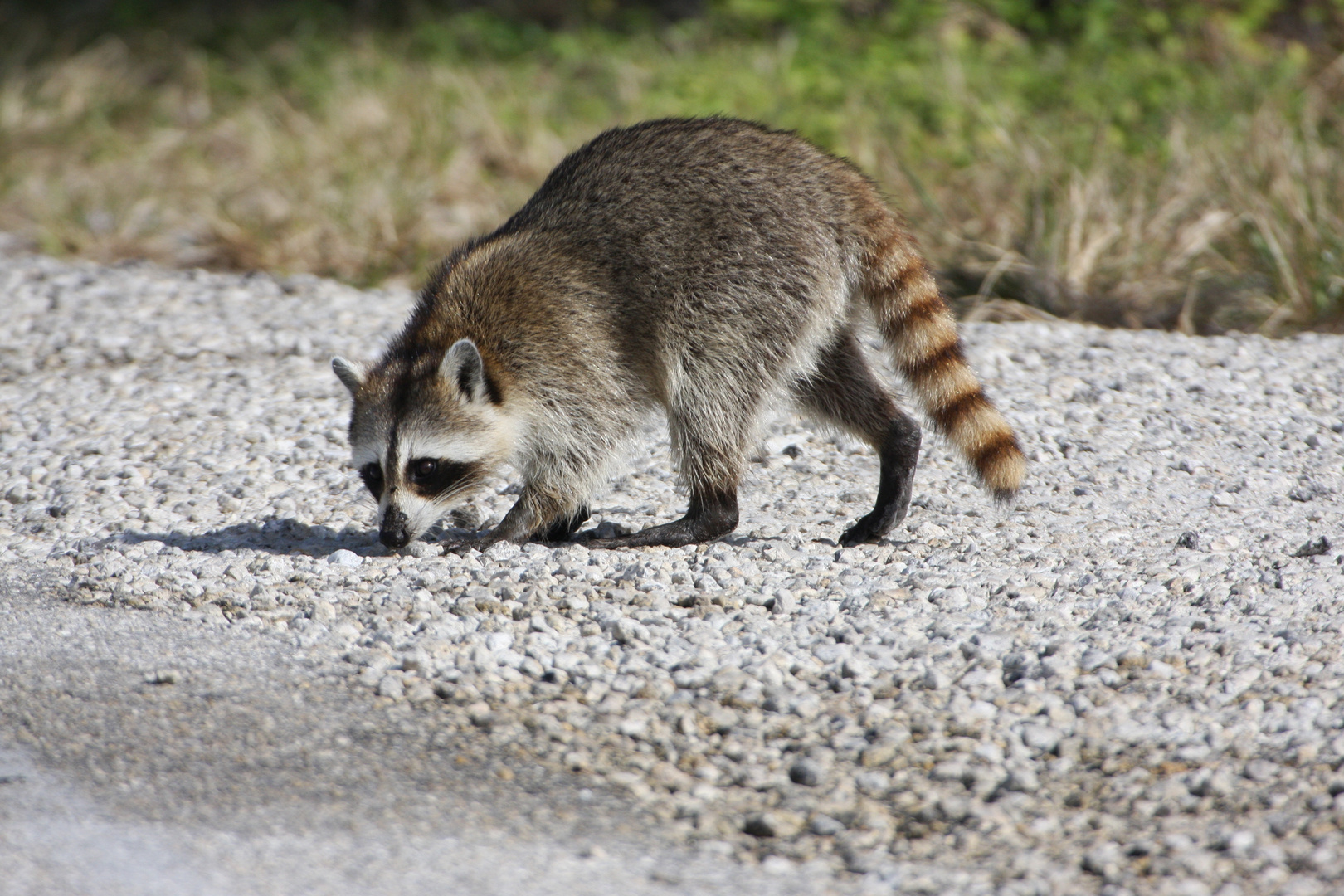 Waschbär