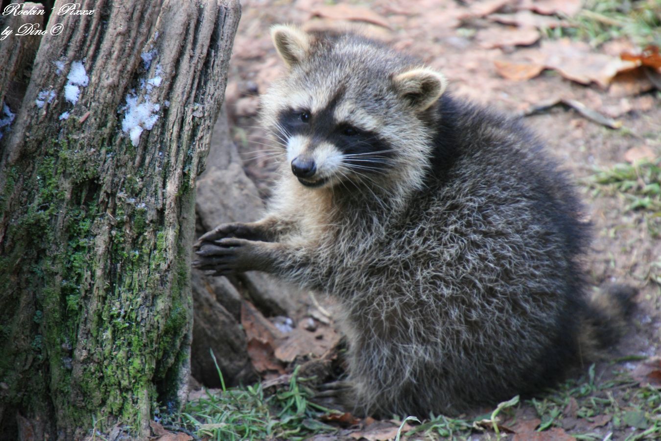 Waschbär