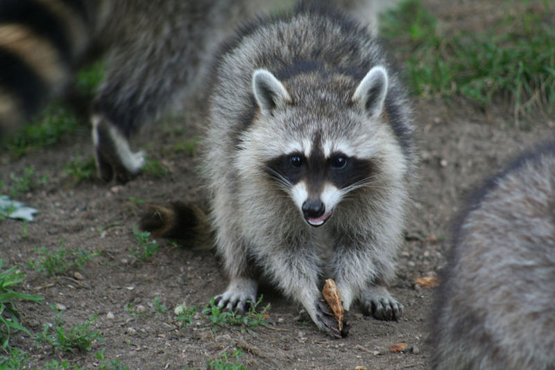 Waschbär