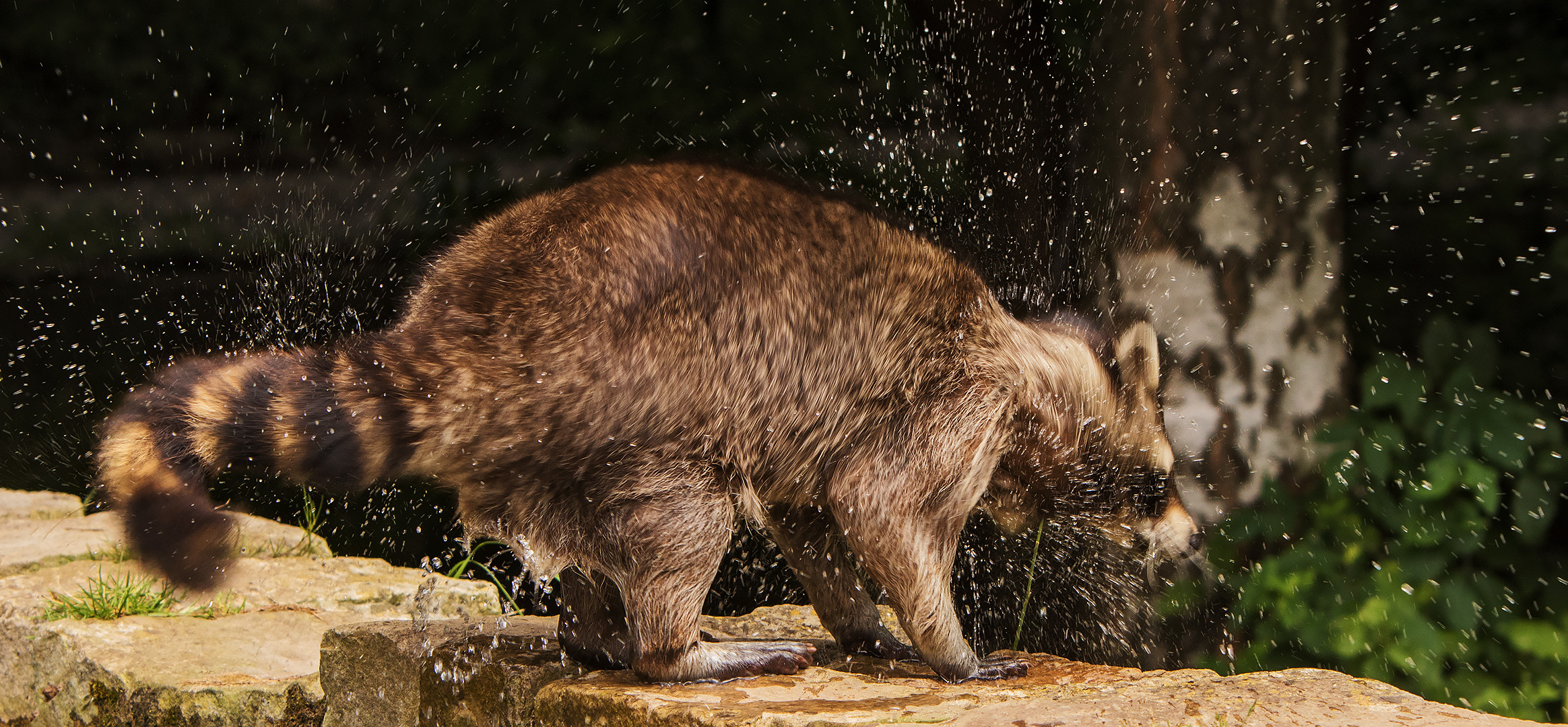 Waschbär 