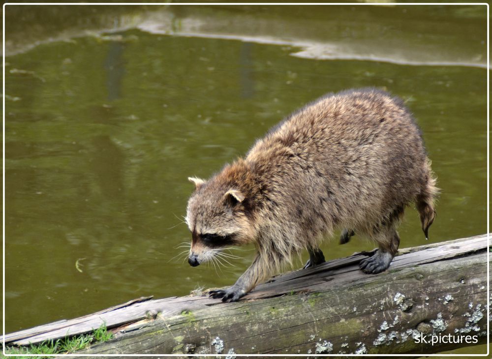 Waschbär