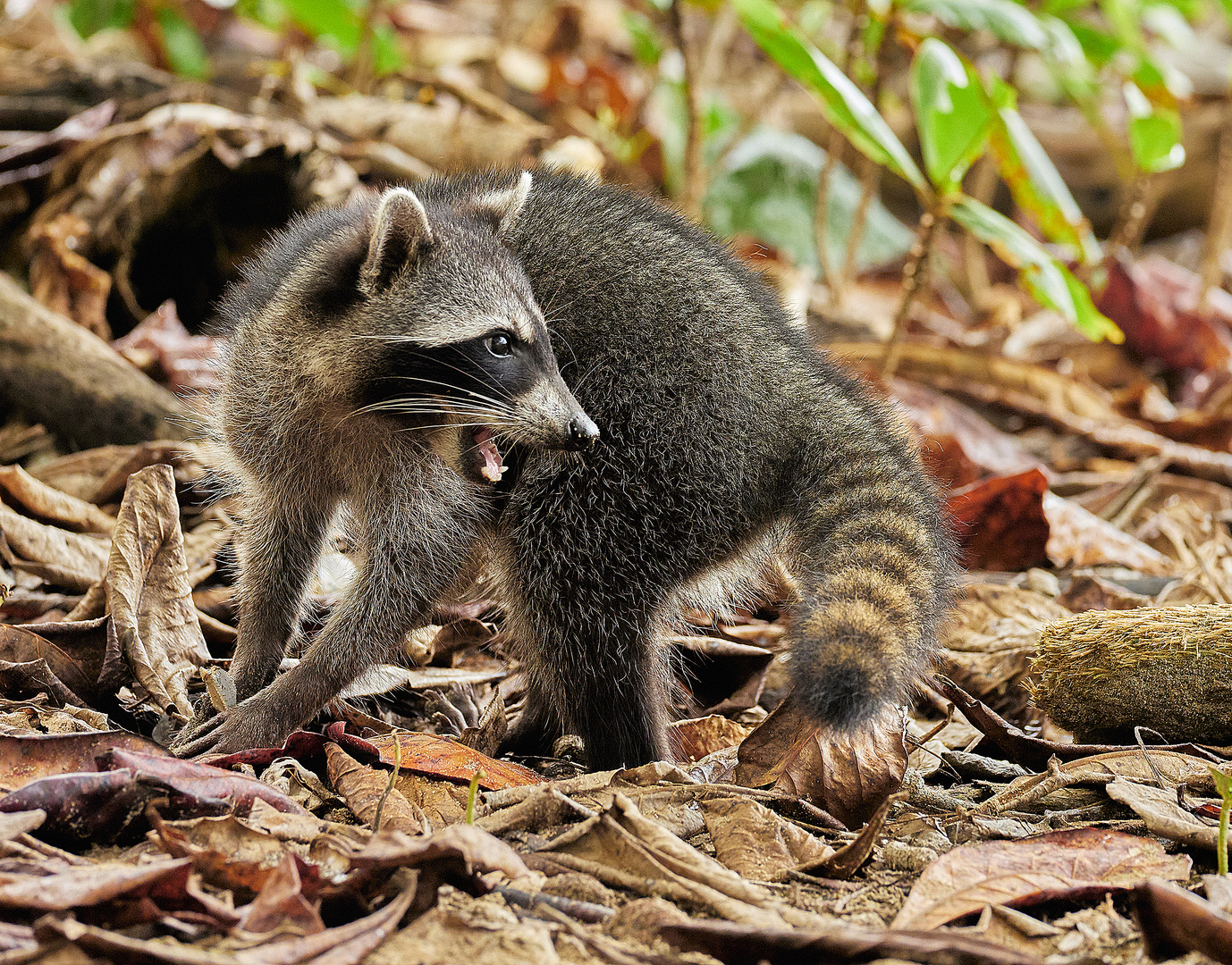 Waschbär