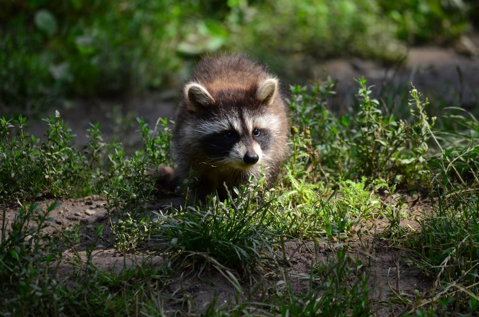 Waschbär