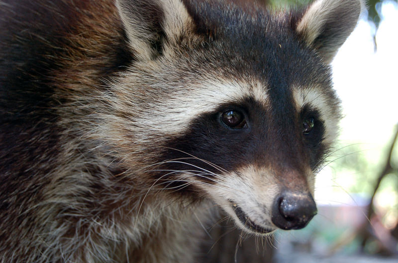 Waschbär-Alarm