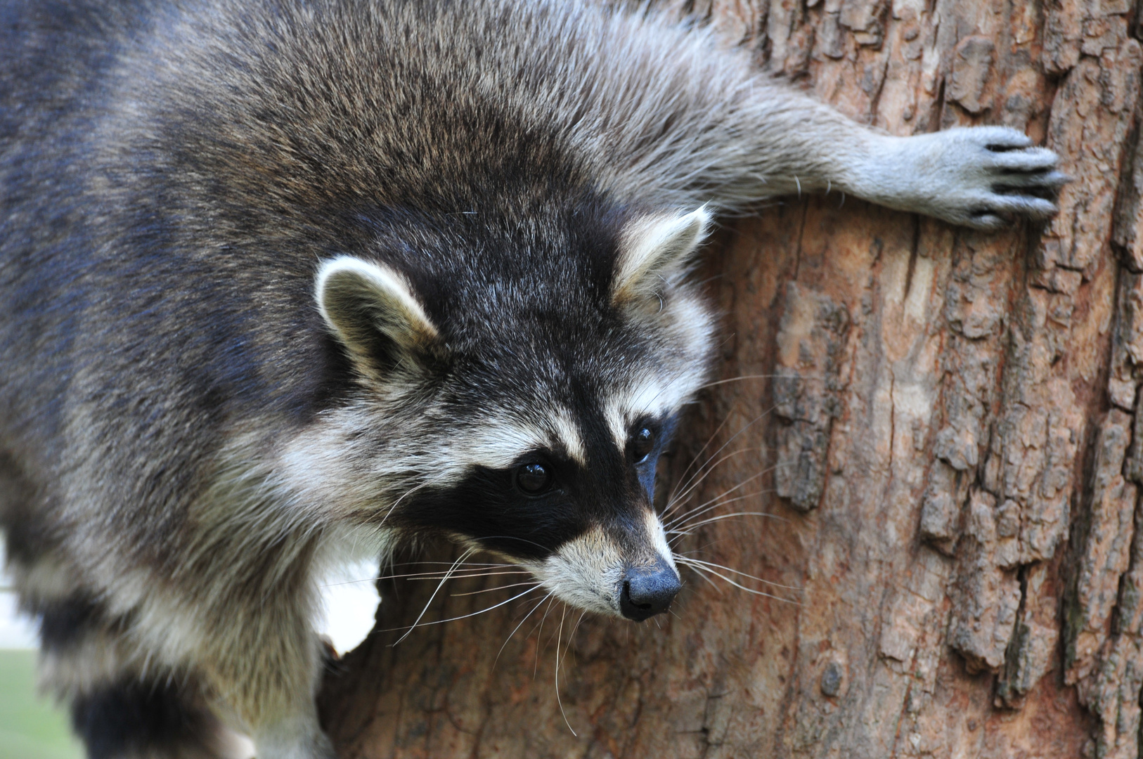 Waschbär am Baum