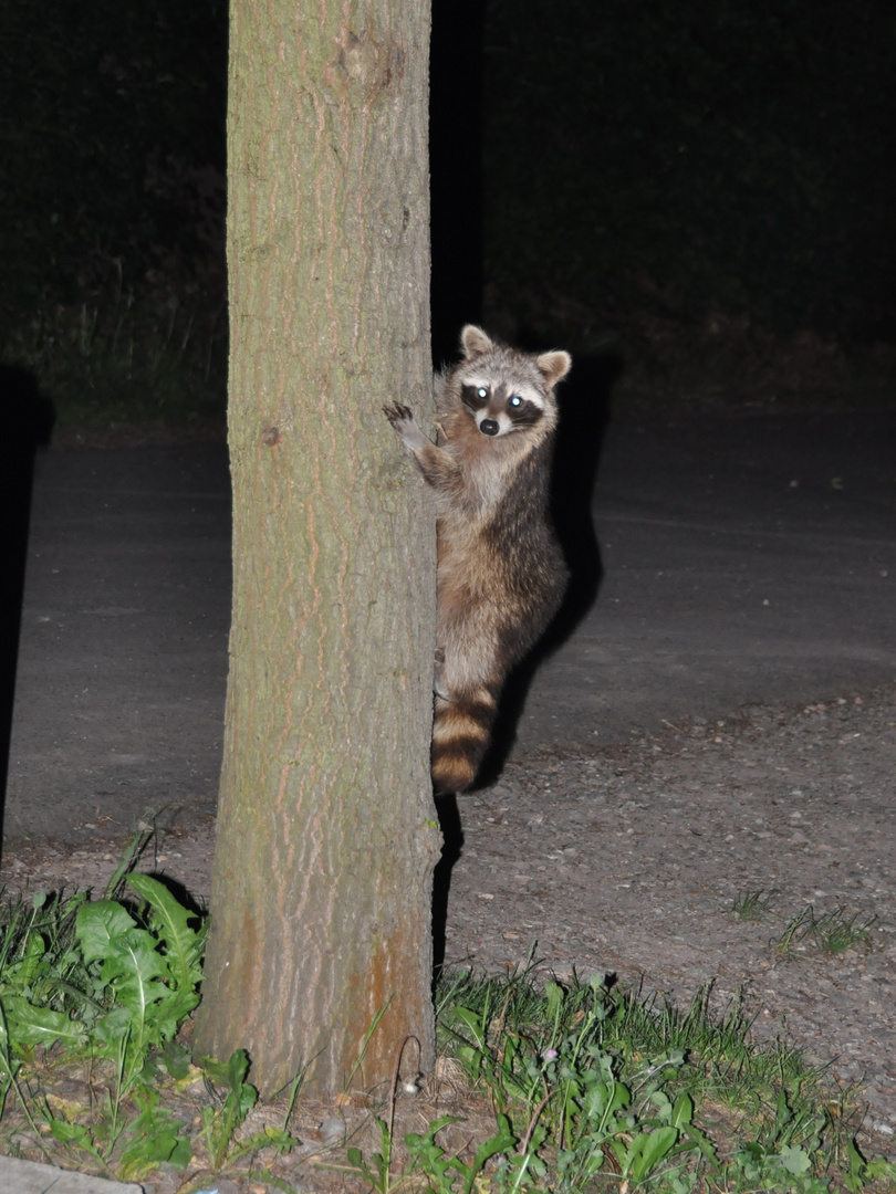 Waschbär am Edersee