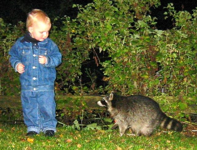 Waschbär am Edersee Waldeck-Scheid